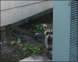 Raccoon removal and control Centreville VA