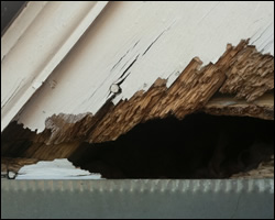 Squirrel damage in Centreville VA