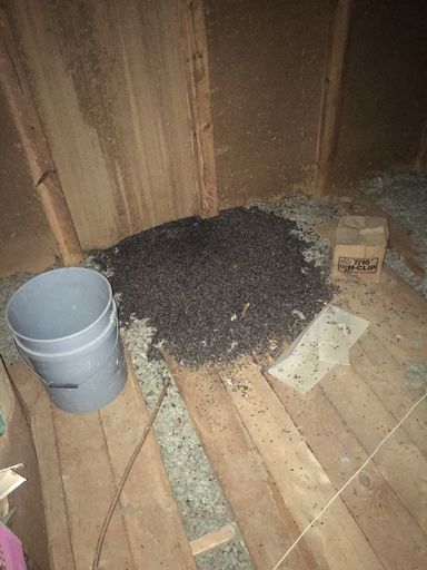 Large Pile of Bat Guano