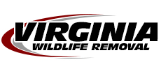 Centreville Wildlife Removal